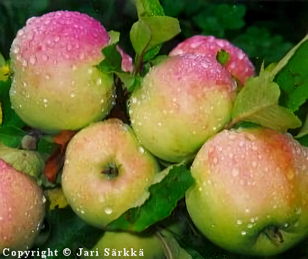 Malus domestica 'Antonovka'